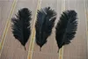 50pcs black Ostrich Feather Plume for Wedding centerpiece christmas feather wedding home festive table decor party supply