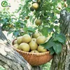 Semi di pera semi nutrienti e deliziosi semi di frutta fai da te casa bonsai albero 50 particelle / lotto G021