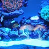 빨판 산호 수족관 빨판 장식 인공 산호 실리콘 공장 물 풍경 장식 물고기 탱크 수족관 액세서리 G952