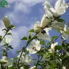 Giant Ibiscus Semi di fiori Semi di fiori Indoor Bonsai Plant 50 particelle / lotto D011