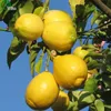 Semi di limone giallo frutta del delizioso frutta mini semi di albero di frutta in vaso interessante pianta di bonsai 30 particelle / lotto X008