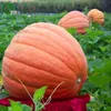 Nuovi piante Giant Pumpkin Seeds Garden Plant Semi di verdure organici Facile da coltivare 10pcs R013