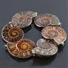 10Pcs/Lot Exotic Handmade Natural Ammonite Conch Shell Stone Pendant Bead Exquisite Fashion Brown Snail Agate Pendant For Wedding Men Women