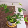 20個/バッグ、ミモザの木の花の種、DIY鉢植えの植物、屋内/屋外の鉢の種子発芽率95％C011