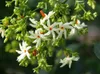 Cestrum Nocturnum Seeds Night Blooming Jasmine Flower Night-profumato Jessamine Garden Decoration Plant 20pcs F136