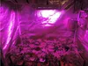 led coltiva la luce 600w 800w 1000w pianta idroponica a spettro completo coltiva serra per piante da interno fiori serra piantine luce di crescita