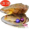 Female natural Akoya freshwater aquaculture love pearl oyster 6-7mm 28-color pearl twins pearl in the triangle shell oyster shel