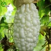 Semi di zucca amara bianca semi verdure organiche verdi e semi di frutta deliziosi 20 particelle / lotto K020