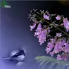 Jacaranda semi Bonsai 100% vero seme fucilazione in contanti giardino di casa piante 20pcs W016