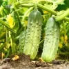 Semi cetriolo Vnuchok F1 Varietà di verdure ibride russa organica 30pcs S030