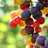 Kleurrijke druivenpitten organische fruitboomzaden huis tuin fruit plant, kan worden gegeten! 30 stks G018