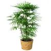 30 sztuk Chiny Rzadko Palm Bambusowe Nasiona Na świecie Rzadko Wysokiej Grade Bonsai Garden Home Nasiona S007