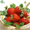 100 pz Semi di fragole Piante da giardino Bonsai frutta biologica e semi di verdure E018
