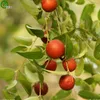 Semi di jujube selvaggio Nuovo arrivo Bonsai Semi di frutta biologica per il giardino domestico 30 particelle / borsa V015