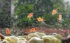 2020 15mm de longueur singes de mer oeufs de singe avec un kit d'aquarium Aquario animaux vivants magiques fée saumure crevette Artemia Salina bébé jouets drôle meilleure qualité