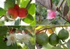 30 Stück Psidium Guajava Samen Granatapfelfrucht Samen Wild Passivlora Mollissima Samen, Obstsamen für Hausgarten Kann essen