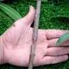 Profissional jardim Árvore de frutas enxerto de poda scissor alicate tesouras ferramenta de corte de transplante com u / v / o lâminas de pano caso combo