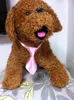 Köpek Giyim Düz Renk Polyester İpek Evcil Hayvan Köpek Köpek Kravat Ayarlanabilir Yakışıklı Bow Tie Bakım Malzemeleri 25 Farklı Renk