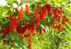 Schisandra-Samen, DIY Home Gartenpflanze Chinesische Magnolienrebe Essbare Fruchtsamen - 50pcs / lot