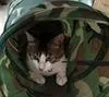 Pet Tunnel Cat Play Color Camuflaje Divertido Gatito largo Jugar Juguete Juguetes a granel plegable Jugar al por mayor