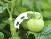Toptan 100 ADET / GRUP Ücretsiz kargo Tomatos ve Kiraz Tarım Dikim için Plastik Fikstür Dikim Araçları kolay Işletme Ucuz Domates Kök Kilidi