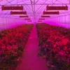 600W 800W 1000W Gorąca sprzedaż Podwójne żetony LED Grow Light Pełny Spektrum Dla Veg Bloom Hydroponic Sadzenie EU AU US UK Plug