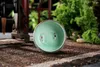 Chiński Longquan Celadon Porcelan Chiny Teacups Złota Ryba 60ml China Herbata Pot Celadon Crackle Cups