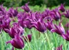 100pcs/bag Bonsai Tulip Seeds 20 Varieties Rainbow Black Purple Yellow Blue Tulip Flower Seeds Potted Plants