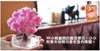 iWish 14x11cm Visual 2017 Pink Big Grow Magic Japanese Sakura Paper Tree Kit di alberi che crescono magicamente Desktop Cherry Blossom Christmas 5PCS
