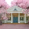 Blühende rosa Blumen Frühling malerische Kulissen Vinyl weißes Haus blaue Tür im Freien romantische Hochzeit Hintergrund Kinder Kinder Studio Hintergründe