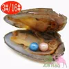 Sötvatten vakuumförpackning oyster hopp pearl pearl pagoda skal pärlor inuti, 28 färger av pärla mystisk överraskning gåva