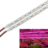 5m 5050 LED 빛 지구 온실 수경 식물 성장 램프 식물 성장 빛 12V 레드 블루 방수 빛을 주도 성장