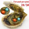 Wholesale vacuum packed 6-7mm round fresh water akoya shell twins 2 pearl oyster