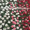 JR0530 Livraison Gratuite Vente Chaude Pas Cher Parti / Stade De Mariage Artificielle Befutiful Rose Vert Feuilles Fleur Mur Toile De Fond