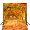 秋の写真背景オレンジ色のカエデの葉の木の長い道秋の風光明媚な壁紙スタジオ写真の背景屋外の写真の背景