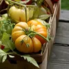100 Particles / Lot Semi di pomodoro gigante, semi di ortaggi Balcone in vaso di pomodoro viola facile da coltivare