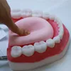 Gran oferta 6 veces modelo de clínica Dental de gran tamaño modelo de dientes