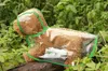 Commercio all'ingrosso - Trasparente Cane impermeabile impermeabile poncho per animali domestici con cappuccio poncho per animali domestici vestiti per cani Abbigliamento giorno di pioggia IA004