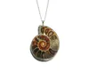 Toptan 10 ADET Doğal Ammonit Kolye Fosil Charm Gümüş Kaplama Kefalet Ile, Fosil Kolye Charms Moda Takı Popüler Basit Stil