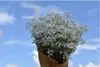 60 cm Gypsophila Babys Breath Artificial Flores De Seda Falso Planta Decoração de Casamento Em Casa 3 Cor Branco Bege Roxo