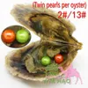 Kralen Premium zoetwaterparels Twin Oyster Pearls 6-7 mm Round ongeopende/individuele vacu￼m verpakt gratis