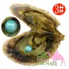 Hochwertige, billige Liebes-Akoya-Muschelperlen-Auster, 6–7 mm, rotgrau, hellblau, Perlenauster mit Vakuumverpackung
