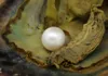 Love pearl oyster 4A6-7 mm perle ronde LAVANDE blanche naturelle dans l'huître d'eau de mer avec emballage sous vide