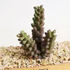 12pcs MOQ Succulents artificiels Plantes rouges Maison de la table Balcon Balcon Anniversaire Anniversaire Halloween Party Fête de Noël Festival de Noël Décor