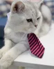 الكلب الصغير القطط مخطط ربطة عنق طوق أزياء أزياء الرقبة التعادل قابلة للتعديل أبيض طوق جرو الكلب