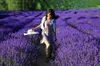 Geurige natuurlijke lavendelknoppen Gedroogde bloemen Deodorantzakjes Ultrablauw Grade8963836