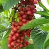 Schisandra-Samen, DIY Home Gartenpflanze Chinesische Magnolienrebe Essbare Fruchtsamen - 50pcs / lot