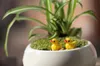 30 stks Gratis Verzending Wholesale Duurzame Cartoon Decoratieve Duck Garden Miniaturen Mini Garden Hars Craft for Wedding and Home Garden Planting