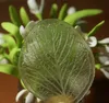 Ekmek Çiçek Çeşitli Yaprak Polimer Kil Kalıp / Fimo Kalıp 7.5 cm * 6.5 cm / Fondan Veiner Kalıp, Gösterim Fimo Aracı