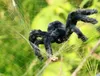 Decorazione di Halloween Black Spider Spider Decorazione di Halloween Casa stregata Prop Indoor Outdoor Black Giant 3 Dimensioni